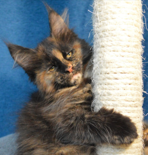 Photo №1. maine coon - for sale in the city of Tikhvin | 299$ | Announcement № 5009