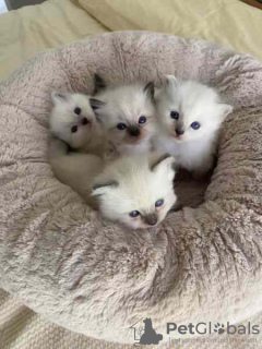 Photo №1. ragdoll - for sale in the city of Хасселт | Is free | Announcement № 127765