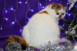 Photo №4. I will sell exotic shorthair in the city of Biysk. from nursery - price - 1500$