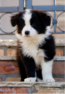 Photo №1. border collie - for sale in the city of Prague | negotiated | Announcement № 96387