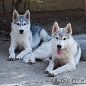 Photo №4. I will sell siberian husky in the city of Belgrade. breeder - price - negotiated