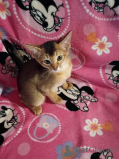 Photo №1. abyssinian cat - for sale in the city of Bocholt | 361$ | Announcement № 173622