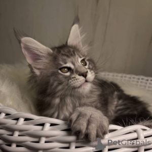 Photo №3. Maine coon. United Kingdom