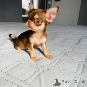 Photo №1. chihuahua - for sale in the city of Strasbourg | negotiated | Announcement № 174875
