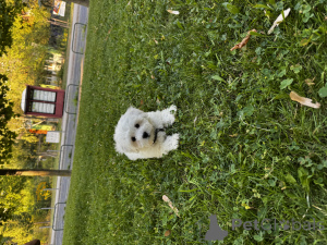 Photo №2 to announcement № 154611 for the sale of maltese dog - buy in Hungary private announcement, breeder