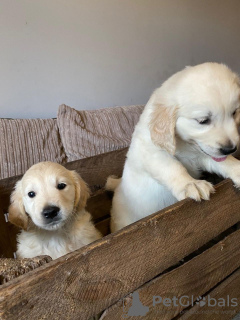 Photo №2 to announcement № 30190 for the sale of golden retriever - buy in Germany private announcement