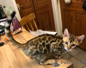 Photo №1. bengal cat - for sale in the city of Novosibirsk | 350$ | Announcement № 11321