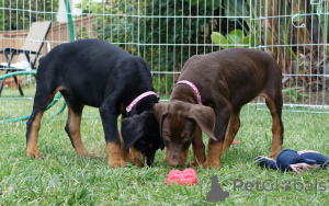 Photo №4. I will sell dobermann in the city of Sydney. private announcement - price - 700$
