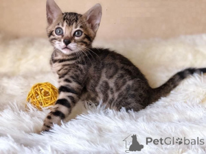 Photo №1. bengal cat - for sale in the city of Hohenems | 361$ | Announcement № 171027