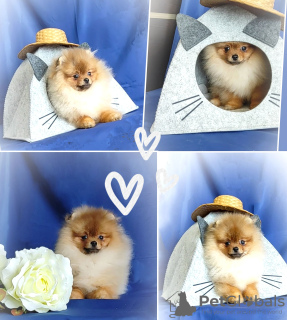 Photo №1. pomeranian - for sale in the city of Minsk | 340$ | Announcement № 95738