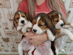 Photo №1. beagle - for sale in the city of Cherepovets | 435$ | Announcement № 4142