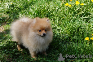 Photo №4. I will sell pomeranian in the city of Москва. breeder - price - 391$