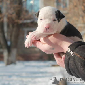 Photo №1. american staffordshire terrier - for sale in the city of Volgograd | 672$ | Announcement № 8866