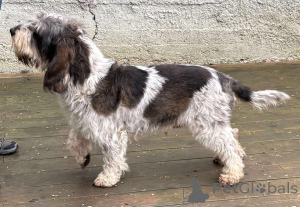 Photo №3. Grand Basset Griffon Vendeen puppy. Poland