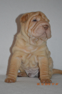 Photo №1. shar pei - for sale in the city of Tyumen | 486$ | Announcement № 4227