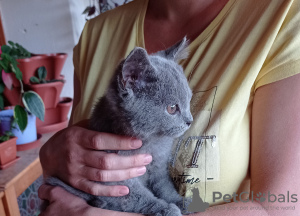 Additional photos: The British Shorthair Kittens