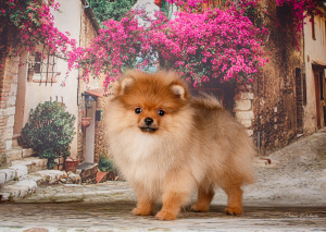 Photo №2 to announcement № 4718 for the sale of pomeranian - buy in Belarus breeder