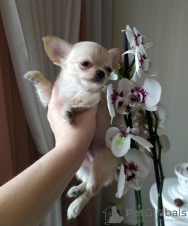 Photo №2 to announcement № 104813 for the sale of chihuahua - buy in Germany private announcement, breeder