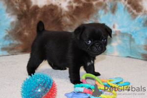 Photo №1. pug - for sale in the city of London | Is free | Announcement № 94776