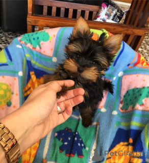 Photo №1.  - for sale in the city of Dusseldorf | 282$ | Announcement № 143877