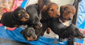 Photo №1. dachshund - for sale in the city of Freiburg | 450$ | Announcement № 169232