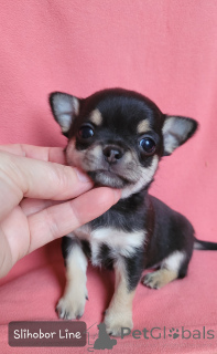 Photo №4. I will sell chihuahua in the city of Москва. private announcement - price - negotiated