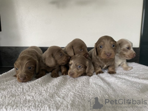 Photo №2 to announcement № 131480 for the sale of dachshund - buy in Belgium private announcement, breeder