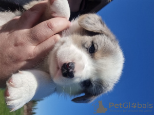 Photo №1. welsh corgi - for sale in the city of Saulkrasti | negotiated | Announcement № 44738