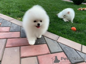 Photo №1. pomeranian - for sale in the city of Антверпен | 264$ | Announcement № 123257