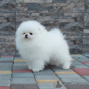 Photo №2 to announcement № 118343 for the sale of pomeranian - buy in Germany private announcement