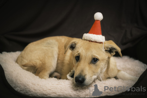 Photo №4. I will sell non-pedigree dogs in the city of Москва. private announcement - price - Is free