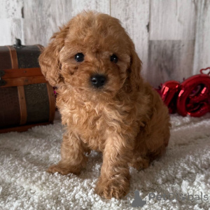 Photo №1. poodle (toy) - for sale in the city of City of London | 310$ | Announcement № 163911