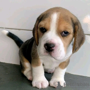 Photo №1. beagle - for sale in the city of Helsinki | 423$ | Announcement № 114209