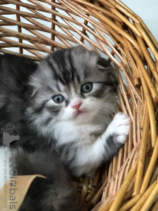 Photo №1. scottish fold - for sale in the city of Astrakhan | 197$ | Announcement № 7727
