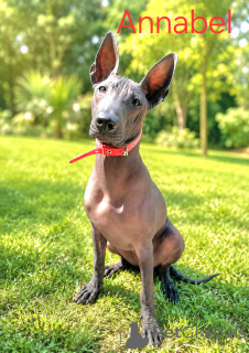 Photo №2 to announcement № 169000 for the sale of mexican hairless dog - buy in Italy breeder