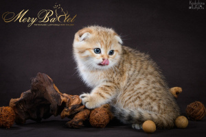 Photo №2 to announcement № 3674 for the sale of scottish fold - buy in Russian Federation from nursery