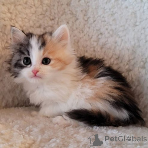 Photo №1. siberian cat - for sale in the city of Berlin | Is free | Announcement № 126153