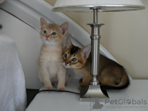 Photo №1. abyssinian cat - for sale in the city of Giessen | negotiated | Announcement № 129153