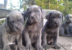 Photo №1. cane corso - for sale in the city of Amberg | 465$ | Announcement № 169430