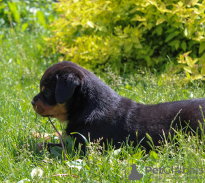 Additional photos: Rottweiler puppy - Viana Tanarotti