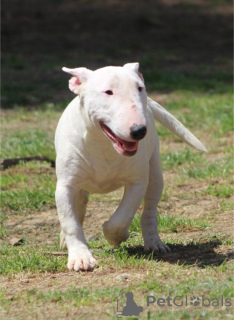 Additional photos: Miniature bull terrier puppies