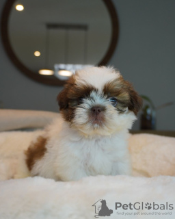 Photo №1. shih tzu - for sale in the city of Columbus | 200$ | Announcement № 124173