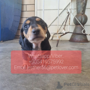 Photo №1. dachshund - for sale in the city of Tula | Is free | Announcement № 107028