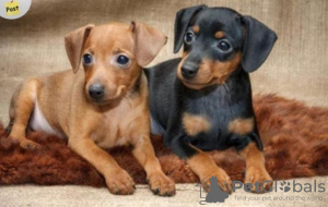 Photo №1. miniature pinscher - for sale in the city of Дублин | 264$ | Announcement № 117827