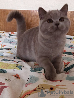 Photo №2 to announcement № 75034 for the sale of british shorthair - buy in Czech Republic breeder