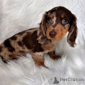 Photo №4. I will sell dachshund in the city of New York. private announcement, breeder - price - 750$