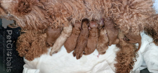 Additional photos: Puppies toy poodle (Reservation)