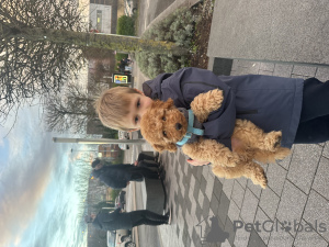 Photo №3. Toy poodle. Ireland