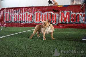 Additional photos: american bully (ambulli)