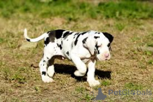 Photo №3. Great Dane Puppies. Germany